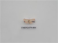 藏品(彎拐美苔蛾)的圖片